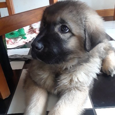 Profile Picture of Ancient Biden  🐲 (@JoeBuchanan7) on Twitter