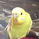 Profile Picture of Kenneth (@kussekongenkenneth) on Instagram