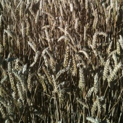 Profile Picture of Stephen J Martineau (@egostefanos) on Twitter