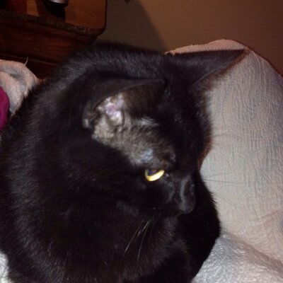 Profile Picture of Deborah Maupin (@maupfin) on Twitter