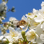 Profile Picture of Markus Trauner (@markus trauner) on Flickr