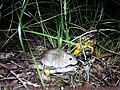 Pale field rat - Wikipedia Profile Picture of Pale field raton Wikipedia