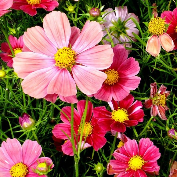 Profile Picture of Jasmin Isbell (@jasminisbell) on Poshmark