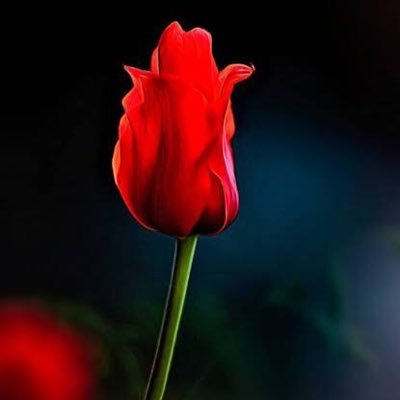 Profile Picture of Love N Light (@FlowerSree) on Twitter