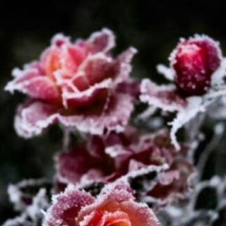 Profile Picture of Jean Morrison (@Jean-Morrison) on Facebook