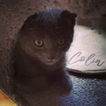 Profile Picture of Colin the Greyt (@colinthegreyt) on Instagram