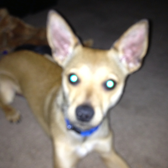 Profile Picture of Coraleen Ekstrom (@cekstrom1) on Poshmark