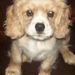 Profile Picture of Geraldine Steffens (@gerrycabrini) on Pinterest