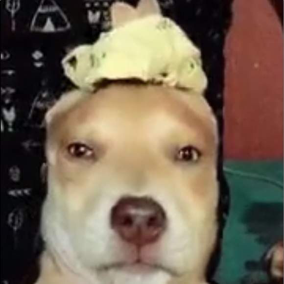 Profile Picture of Amira Galan (@quokka0107) on Poshmark