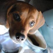 Profile Picture of Erica Bogart (@ericabogart) on Pinterest