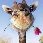 Profile Picture of Elaine Sutterby (@elainesillot) on Instagram