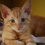 Profile Picture of Brad Scanlon (@scanlonbrad) on Instagram