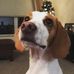 Profile Picture of Rooney Beagle (@rooney.beagle.96) on Facebook