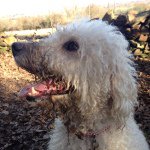 Profile Picture of Mavis Sheniqua Davies (@mavis_the_bomb) on Instagram