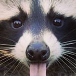 Profile Picture of Lacey  Hansen (@malcolm_the_raccoon) on Instagram