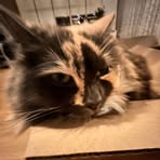 Profile Picture of Matthew Hogg (@matthew.hogg.1800) on Facebook