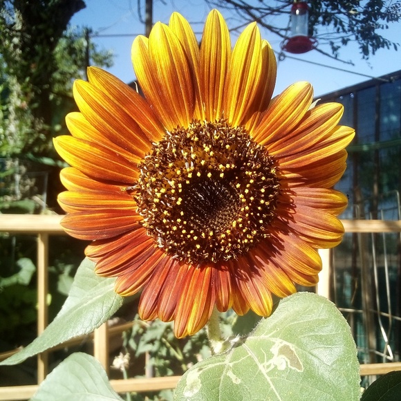 Profile Picture of Sarah Ciocho (@auntsarahstjohn) on Poshmark