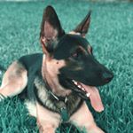 Profile Picture of German Shepherd (@ralphtheshepherd) on Instagram