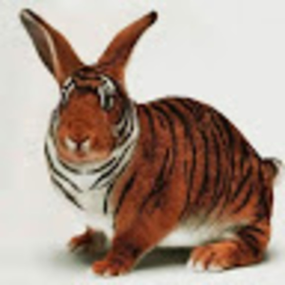 Profile Picture of Manny Birman (@birmanmanny) on Poshmark