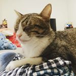 Profile Picture of Mike Tien (@mike_tien_maru) on Instagram