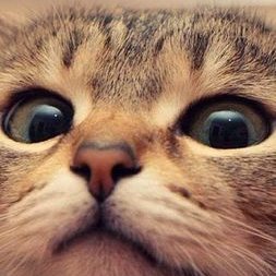 Profile Picture of Carol Tovich Shuler (@murphymom6089) on Twitter