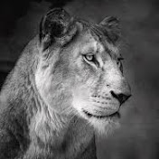 Profile Picture of Mary Ann Steele (@maryannsteele3578) on Youtube