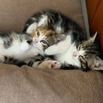 Profile Picture of Brigitte Jacobs (@life_of_ansje_en_ceesje) on Instagram