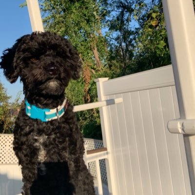 Profile Picture of Joseph Sacco (@Josephsacco18) on Twitter