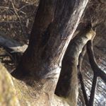 Profile Picture of Charles Reid (@charles_reid787) on Instagram