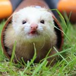 Profile Picture of Angela Taylor (@chase_ferret_rescue) on Instagram