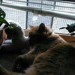 Profile Picture of Simone Gray (@gray.simone) on Instagram