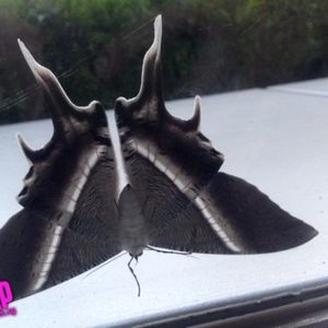 Profile Picture of Aval (@lomingkuan) on Myspace