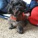 Profile Picture of Leslie Marshall-McLaughlin (@pwndpup) on Pinterest