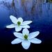 Profile Picture of Fernando del Toro (@deltoro0950) on Pinterest