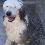 Silvia Beatris Gonzales - Instagram Profile Picture of Silvia Beatris Gonzales (@silviabeatrisgonzales) on Instagram