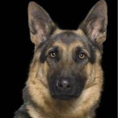 Profile Picture of Bob Williams (@@TrailDozer13) on Twitter