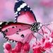 Profile Picture of Lynnette Holmes (@malagros2015lh) on Pinterest
