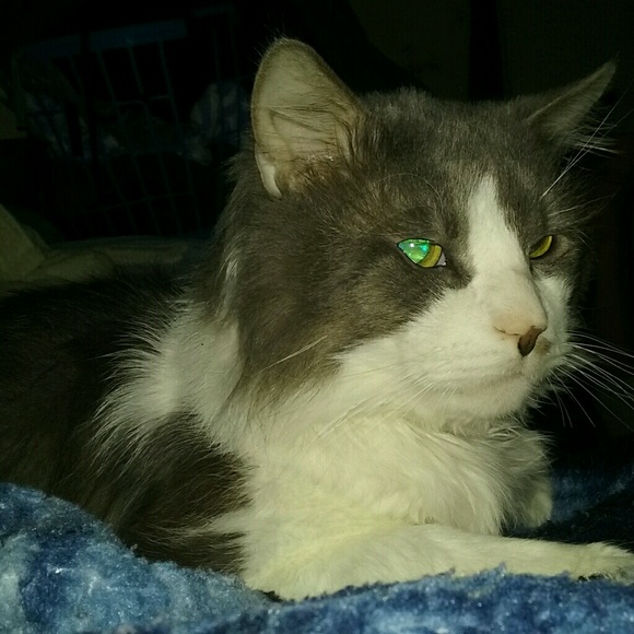 Profile Picture of Christina Steadman (@dallas3773) on Poshmark