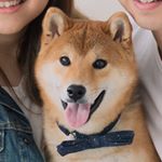 Profile Picture of Luke The Shiba (@luke.hoomanwalker) on Instagram