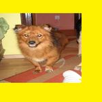 Haita de caini-david - Instagram Profile Picture of Haita de caini-david (@erdodi.d) on Instagram