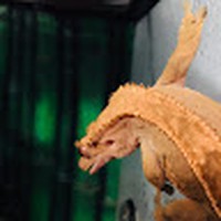 Profile Picture of Jonathan Varghese (@jonathan-varghese-18) on Quora