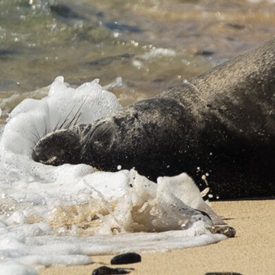 Profile Picture of Tim Tilden (@PauHanaTim) on Twitter