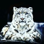 Profile Picture of Aaliyah gerkens (@aaliyah_gerkens) on Instagram