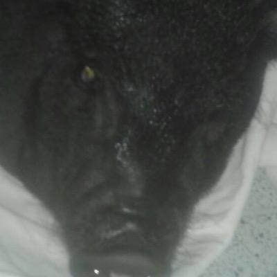 Profile Picture of Harold (@OswaldTwelve) on Twitter
