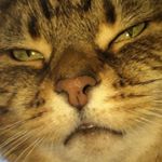 Profile Picture of Michael Montano (@probablyxasleep) on Instagram