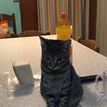 Profile Picture of Max E Lisa (@penelope.gatta) on Instagram