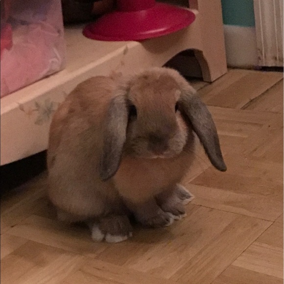 Profile Picture of Christine Haswell (@lexmax07) on Poshmark