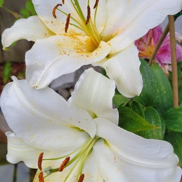 Profile Picture of Beth Kamerer (@laurenone) on Poshmark