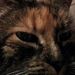 Profile Picture of Leo Ruffenach (@leoruffenach) on Pinterest