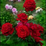 Roy Spearman - Instagram Profile Picture of Roy Spearman (@royspearman) on Instagram